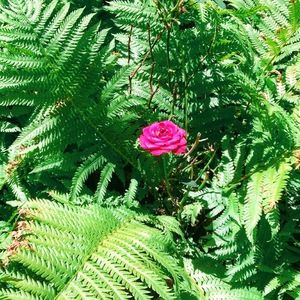 Meet your Posher, Nikole